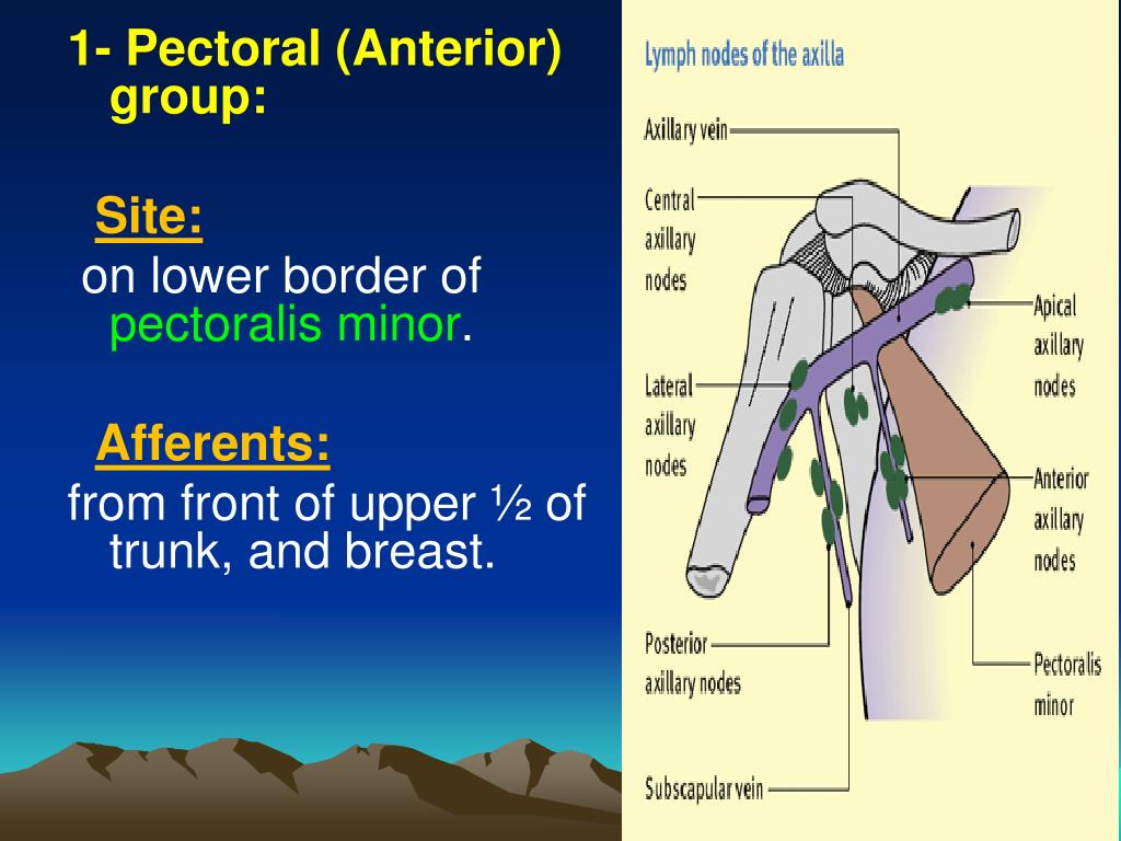 Ppt Lymphatic System And Axillary Lymph Nodes Powerpoint Presentation