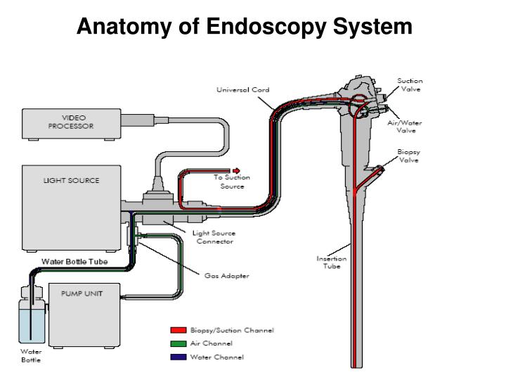 ENDOSCOPY C O N T E N T S PowerPoint Presentation Biology Diagrams