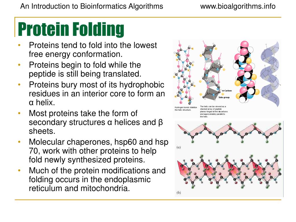 PPT Molecular Biology Primer PowerPoint Presentation, free download ID1436519