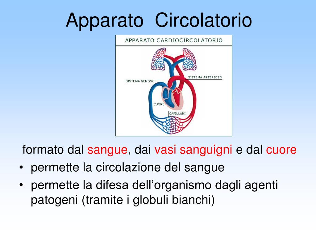 Ppt Apparato Circolatorio Powerpoint Presentation Free Download Id