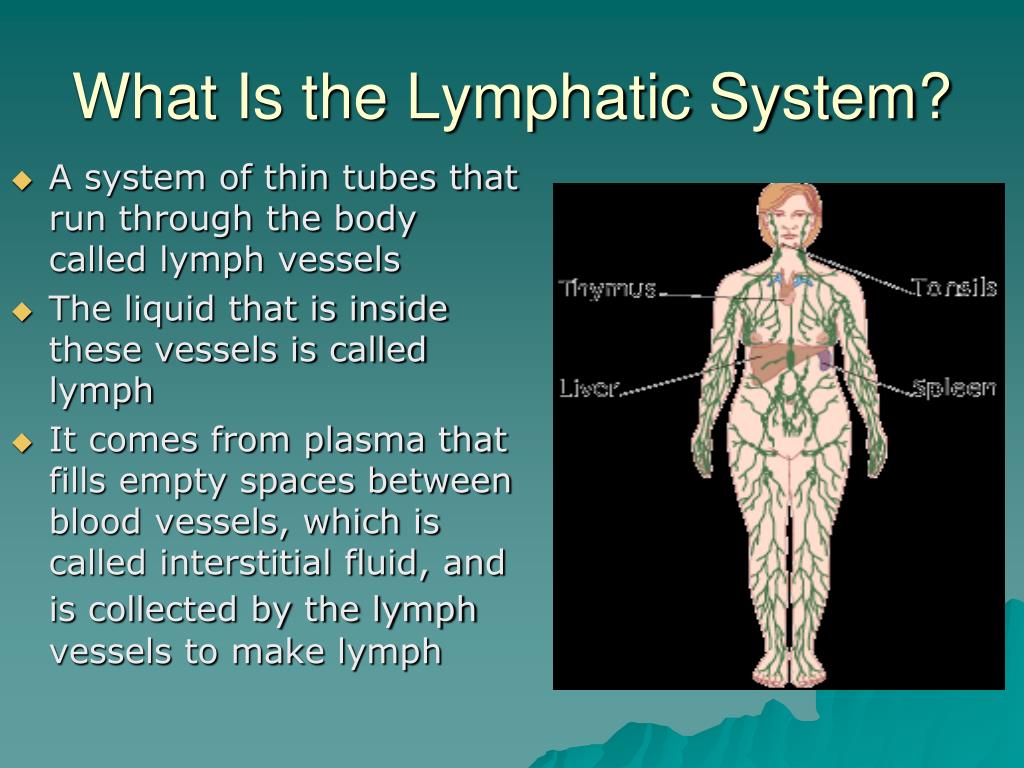 powerpoint presentation lymphatic system