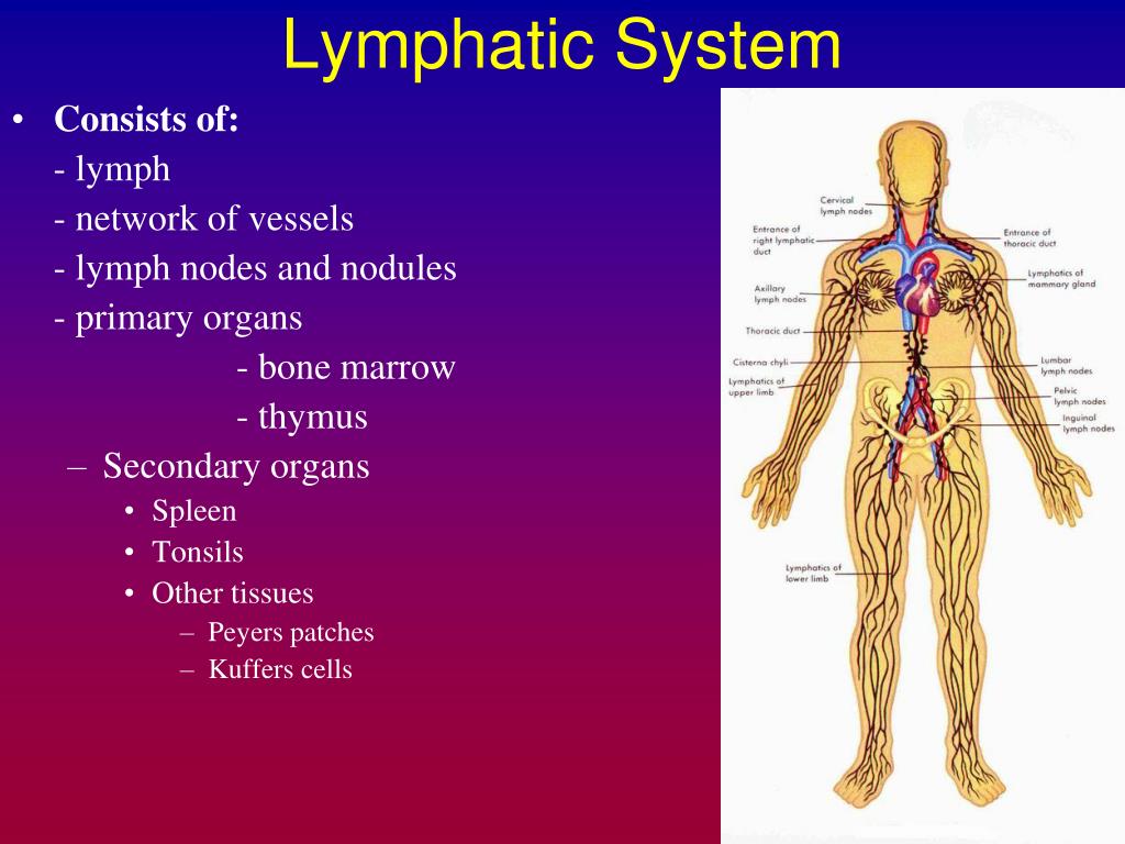 Лимфа тесты. Функции лимфатической системы. Лимфатическая система на англ. Лимфатическая система человека на английском. Лимфатические узлы на теле.