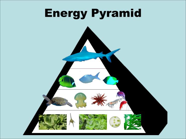 PPT - An Ocean of Food Chains and Food Webs PowerPoint Presentation ...