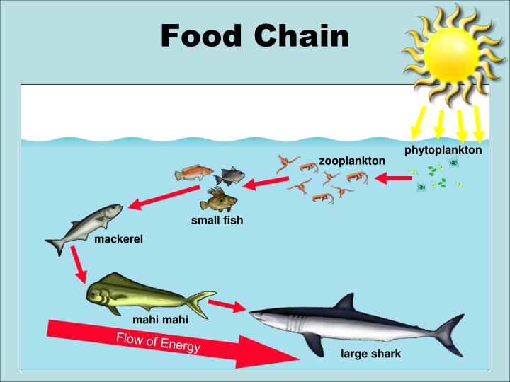 PPT - An Ocean of Food Chains and Food Webs PowerPoint ...