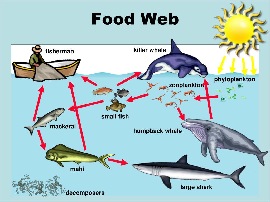 Схема жизнь в океане. Цепочка питания морских животных. Цепь питания морских животных. Пищевая цепочка. Пищевая цепочка акулы.