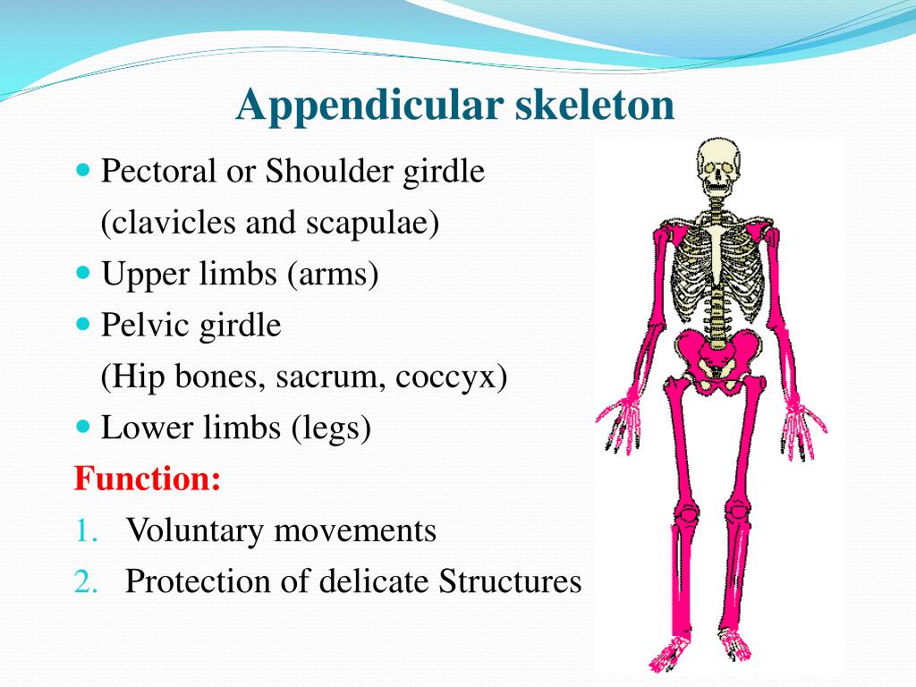 PPT - Bones PowerPoint Presentation, free download - ID:1442113