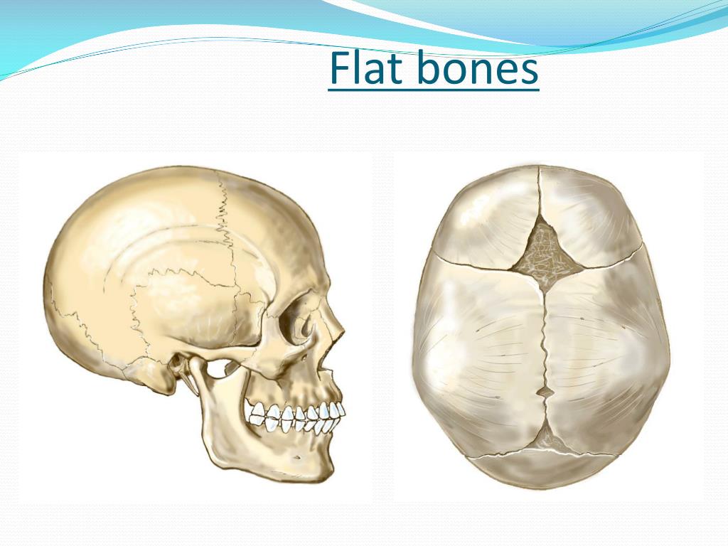 PPT - Bones PowerPoint Presentation, free download - ID:1442113