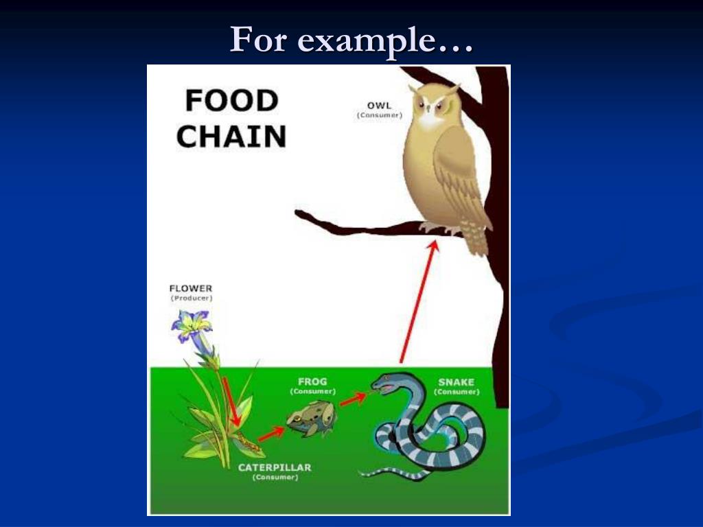 Food Chains, Scavengers & Decomposers PowerPoint Presentation ... Biology Diagrams