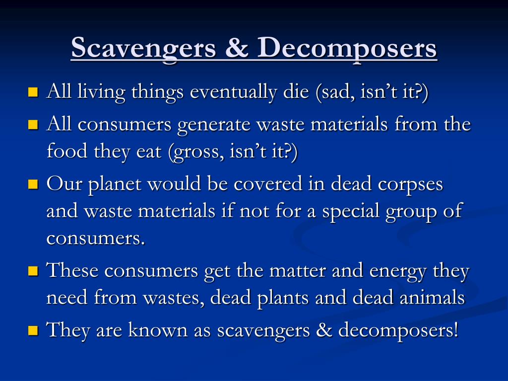 examples-of-scavengers-aufiln