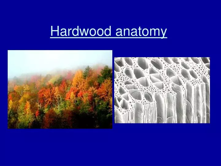 hardwood anatomy n.