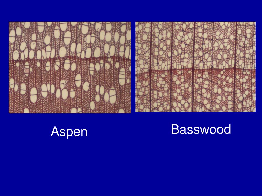Glossary of Terms | Identification Of Common North American Woods