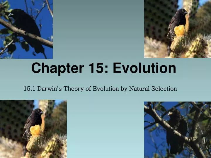 chapter 15 evolution n.