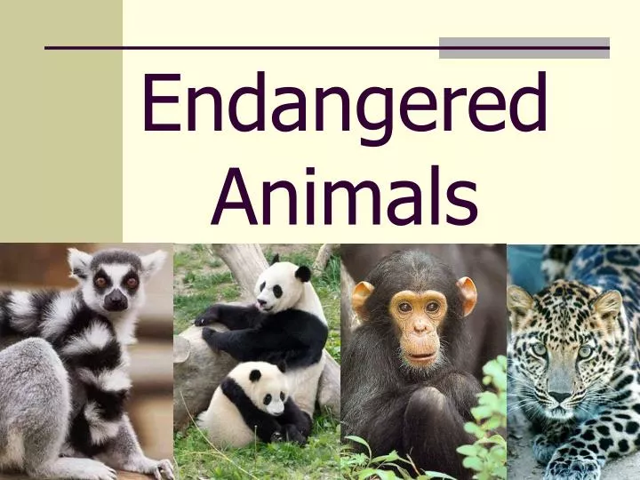 PPT - Endangered Animals PowerPoint Presentation, free download - ID:1443304