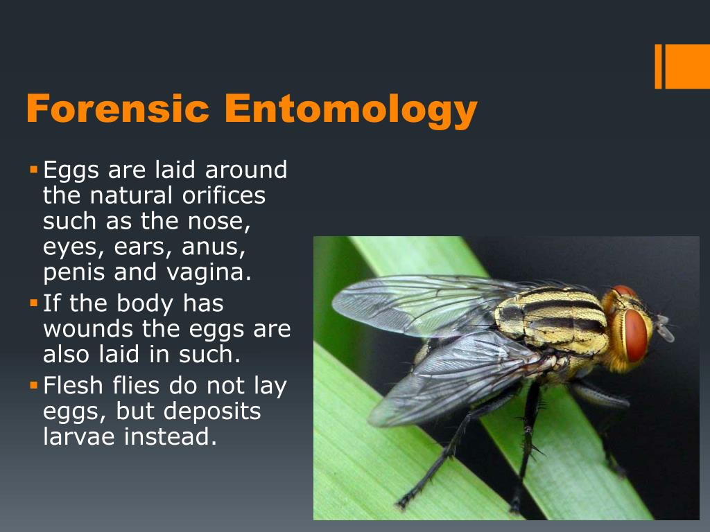 PPT Forensic Entomology PowerPoint Presentation Free Download ID 