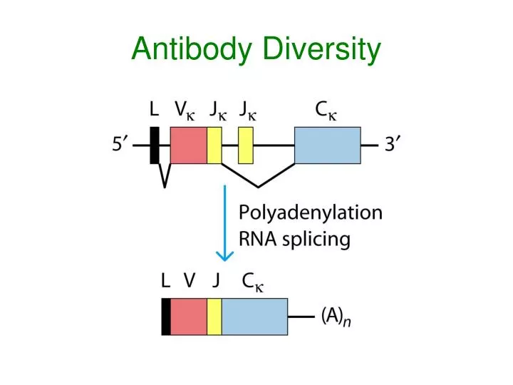 antibody diversity n.