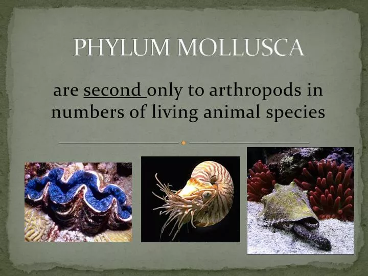 PPT - PHYLUM MOLLUSCA PowerPoint Presentation, free download - ID:1443626
