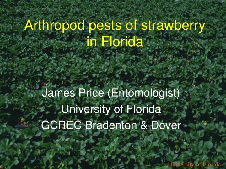 arthropod pests of strawberry in florida n.