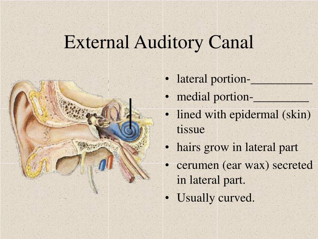 auditory canal function