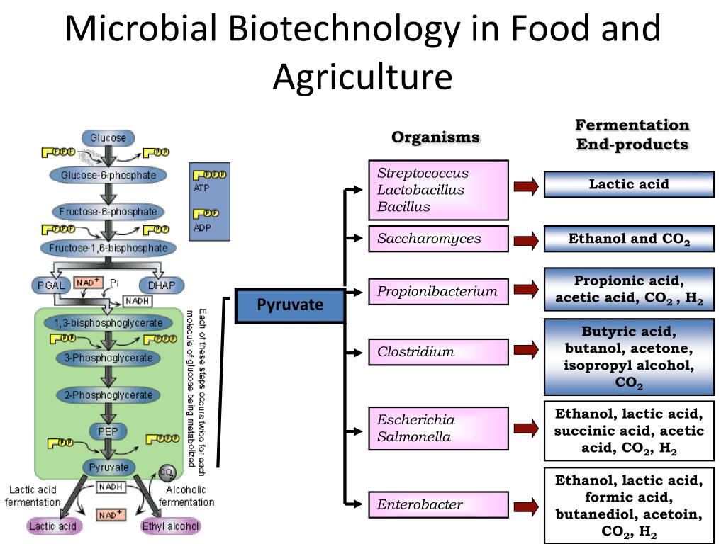 PPT Microbial Biotechnology PowerPoint Presentation, free download