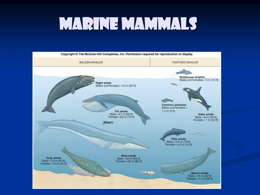 PPT Marine Mammals PowerPoint Presentation, free download ID1444340