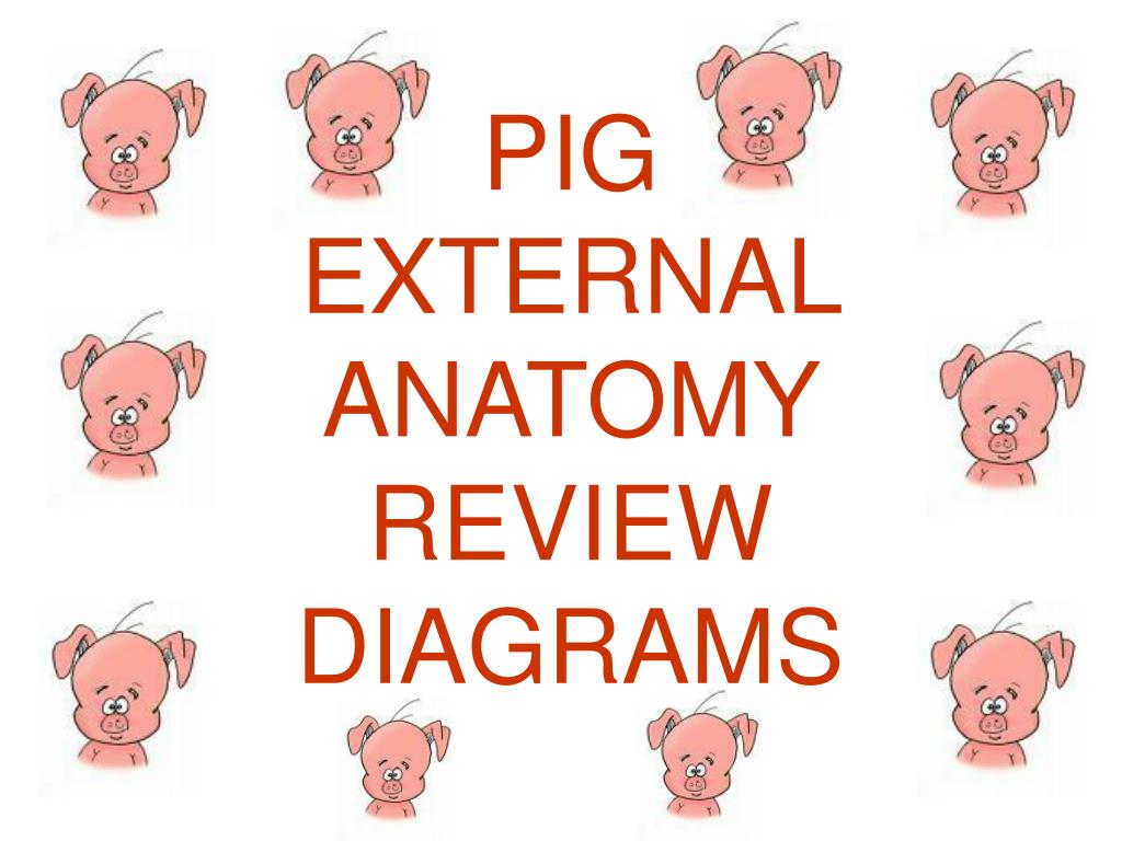 PPT PIG EXTERNAL ANATOMY REVIEW DIAGRAMS PowerPoint Presentation