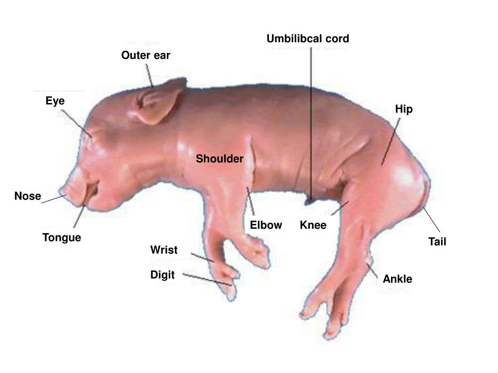 PPT - PIG EXTERNAL ANATOMY REVIEW DIAGRAMS PowerPoint Presentation
