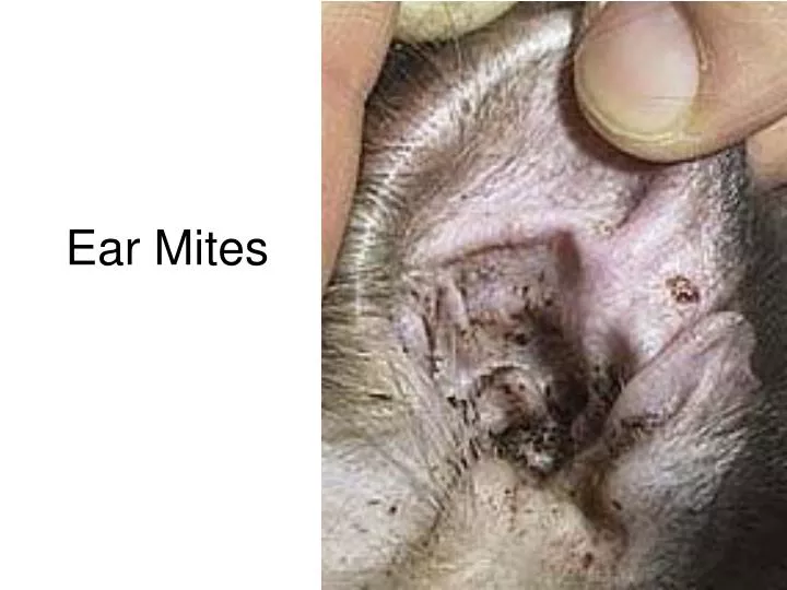 ear mites n.
