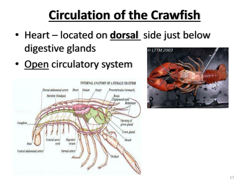35 Label Crayfish External Anatomy Labels Design Ideas 2020