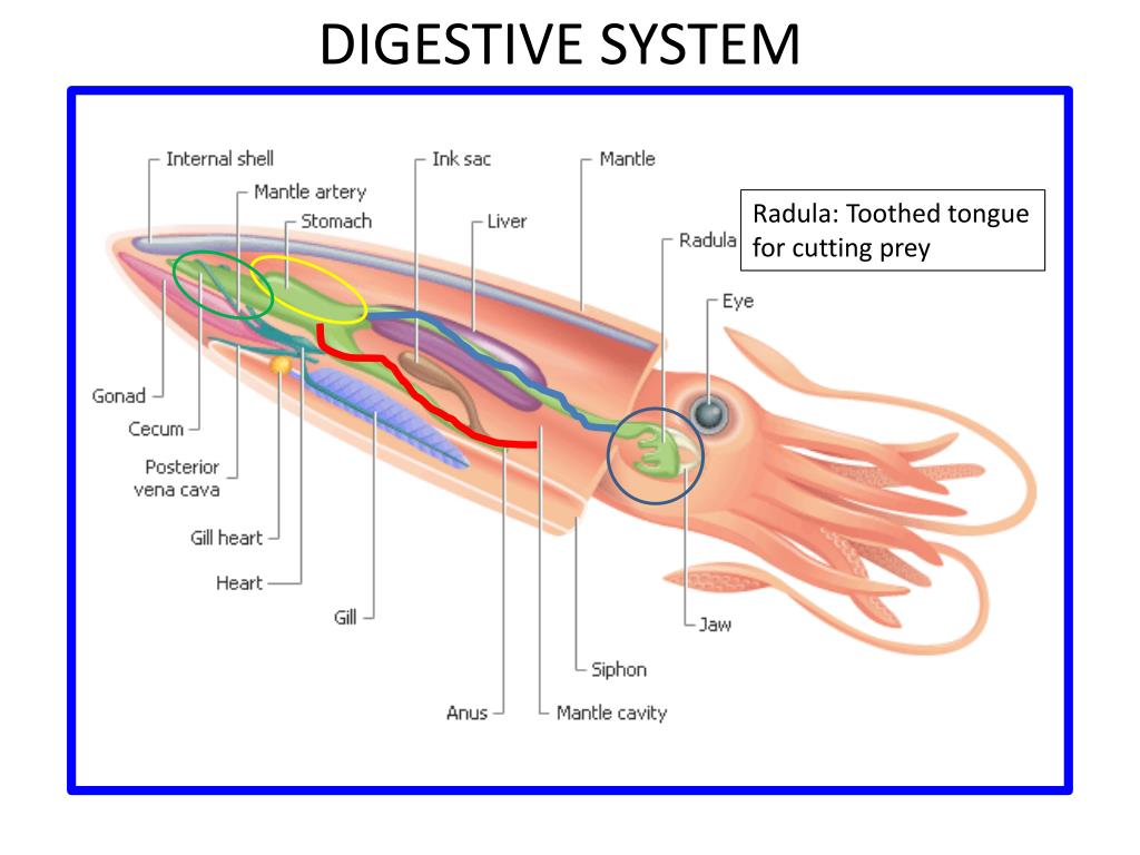Ppt Squid Anatomy Powerpoint Presentation Free Download Id 1446124