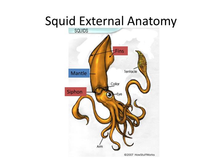 PPT - Squid Anatomy PowerPoint Presentation - ID:1446124