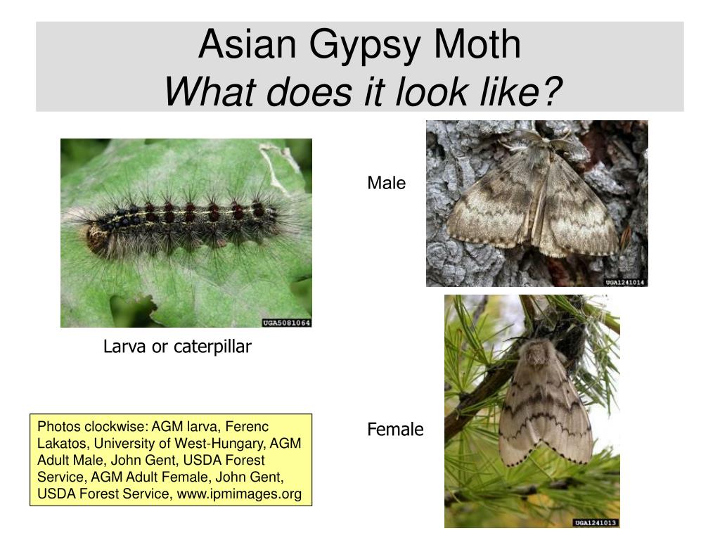 1869 moth Asian gypsy