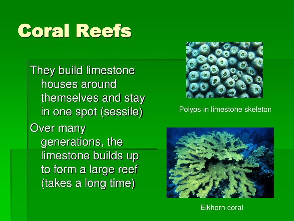 PPT - Marine Ecosystems Chapter 7.2 PowerPoint Presentation, free ...