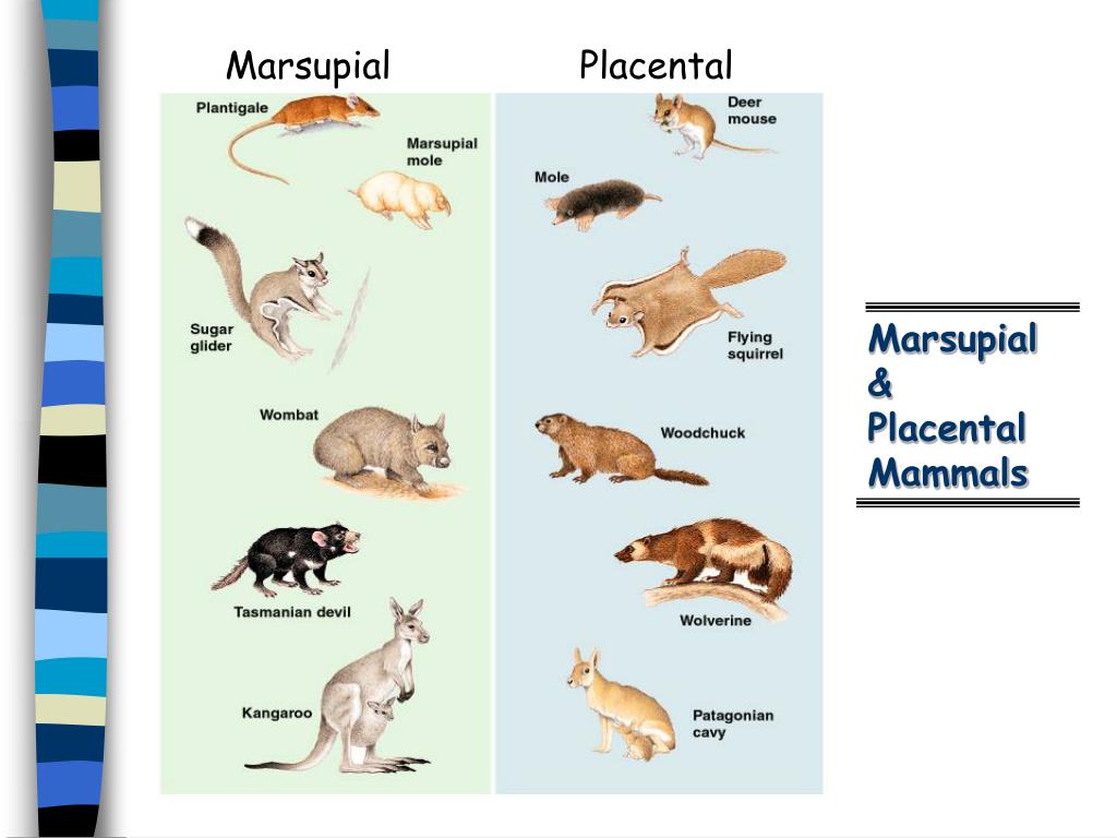 difference between marsupials and placentals examples