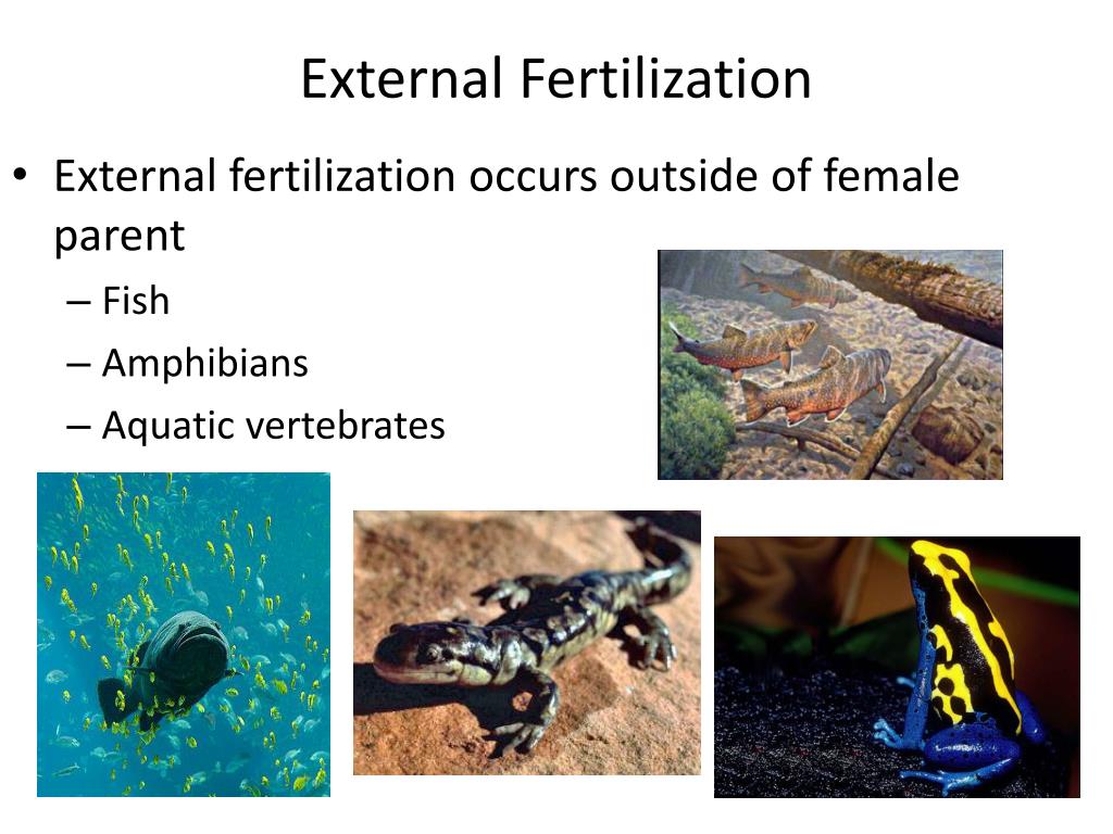 PPT Internal  vs External Fertilization  Development 