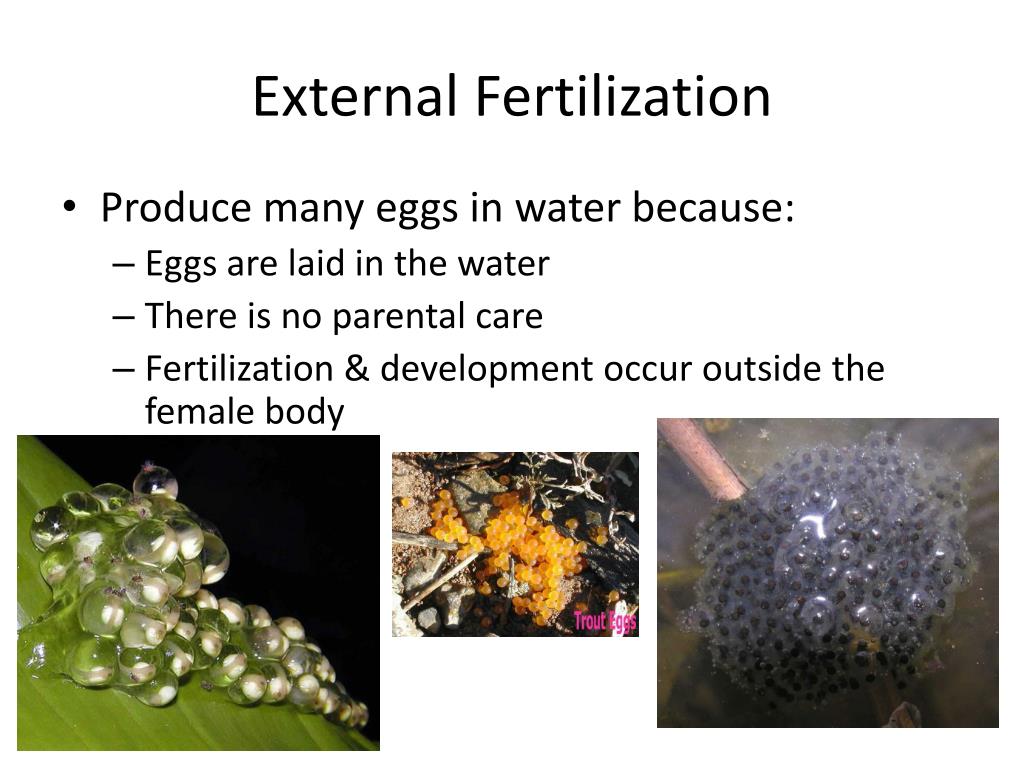 a a seed sperm Is