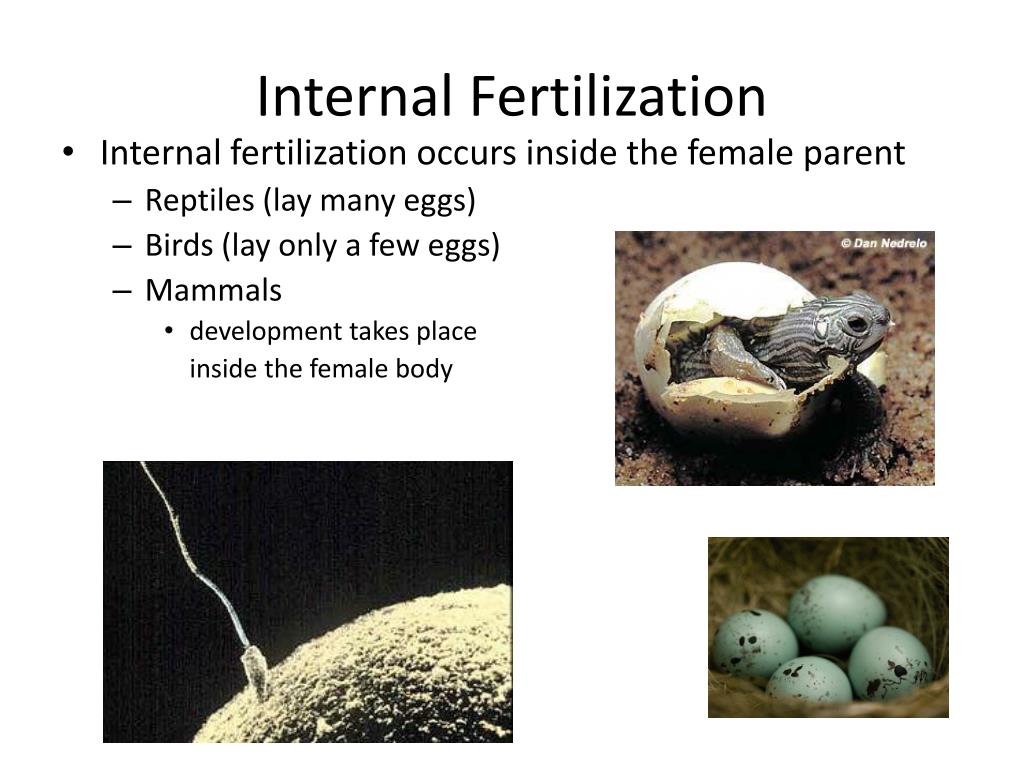 PPT Internal  vs External Fertilization  Development 