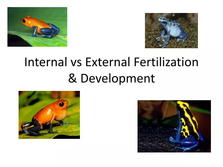 internal vs external fertilization development n.