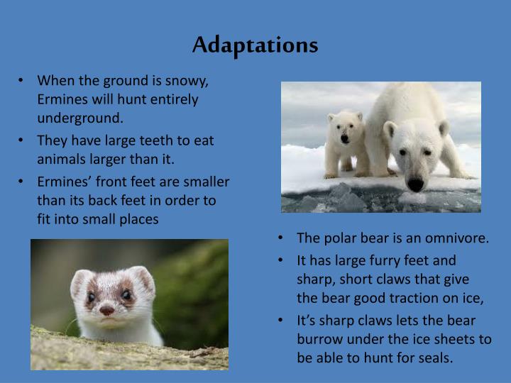PPT Tundra Biome PowerPoint Presentation ID1447515