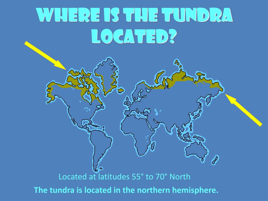 PPT Tundra Biome PowerPoint Presentation, free download ID1447515