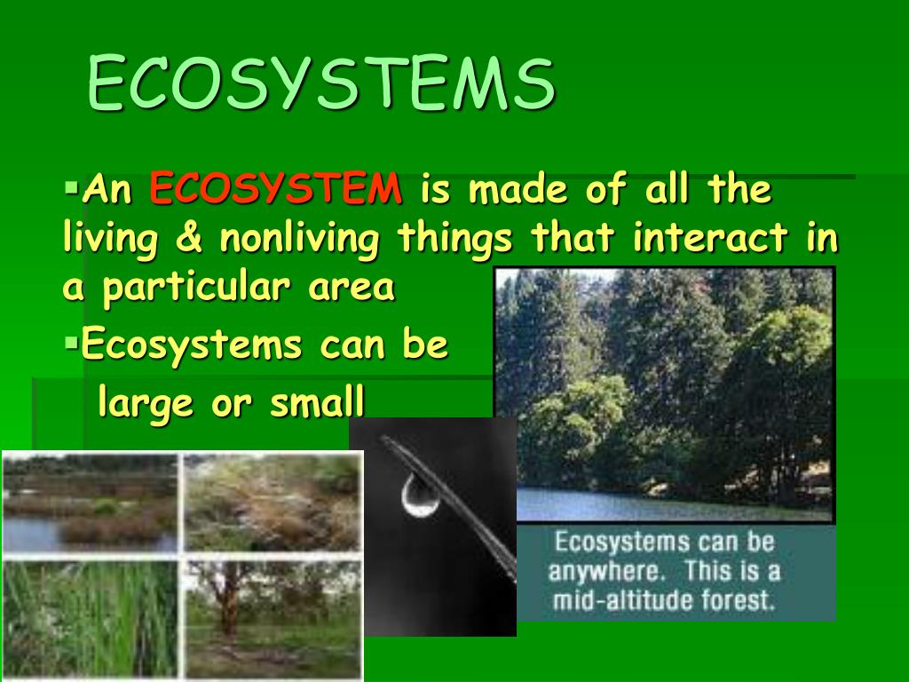 components of the environment presentation