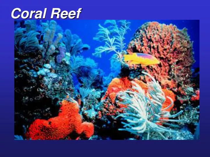 coral reef n.