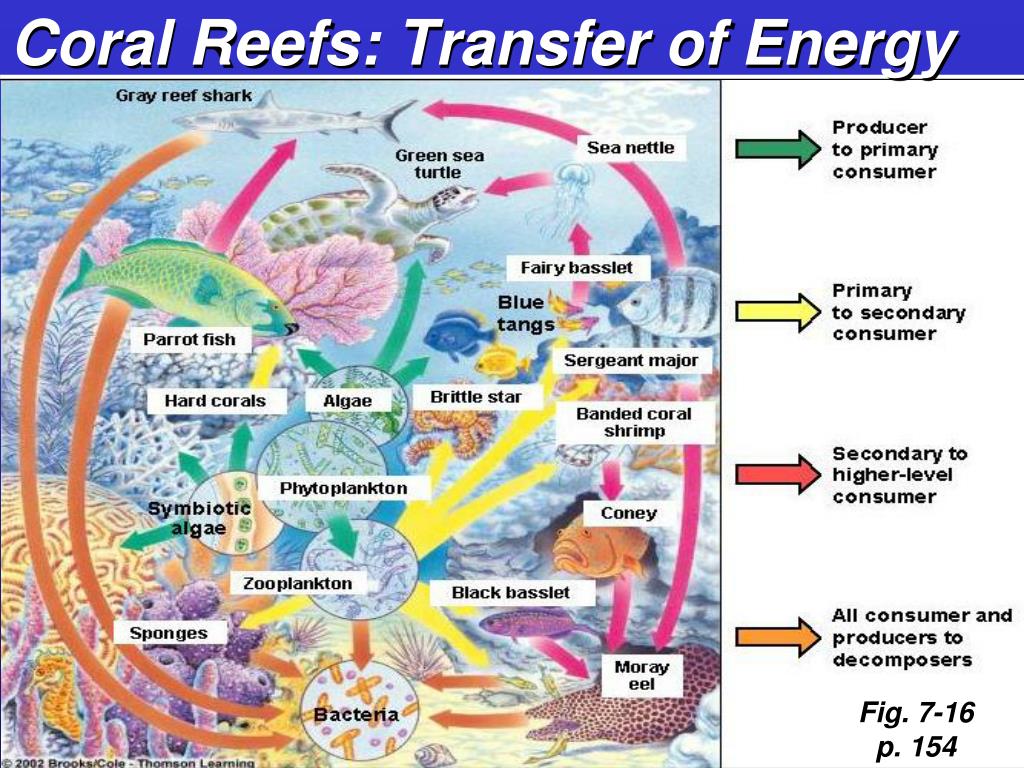 PPT - Coral Reef PowerPoint Presentation, free download - ID:1447914