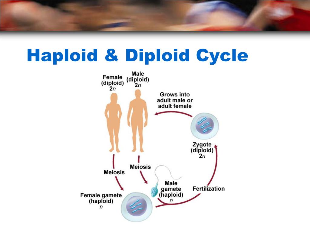 Chapter 10 Sexual Reproduction and Genetics PowerPoint Biology Diagrams