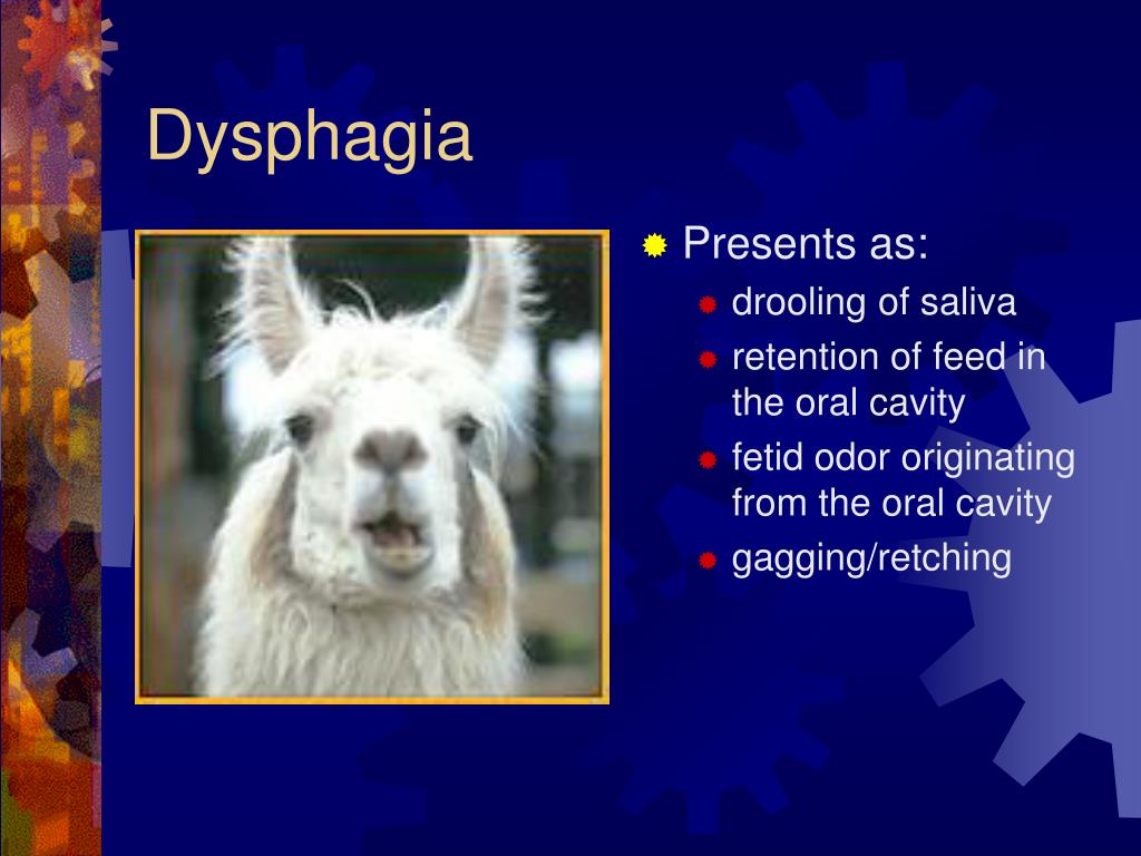 PPT - The Digestive System of the Llama and Alpaca PowerPoint