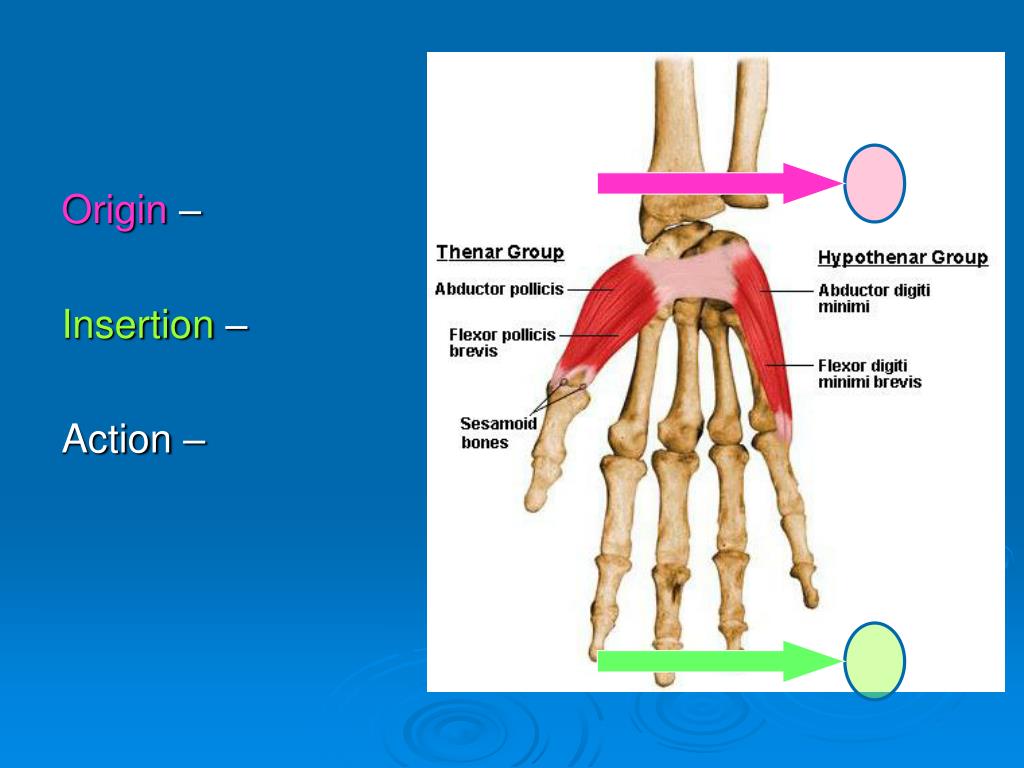 Insertion Anatomy Definition Insertion Anatomy Definition