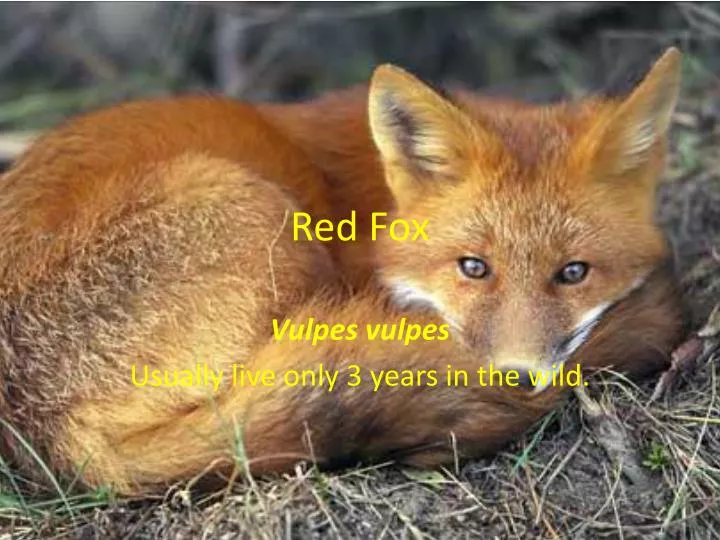 red fox n.