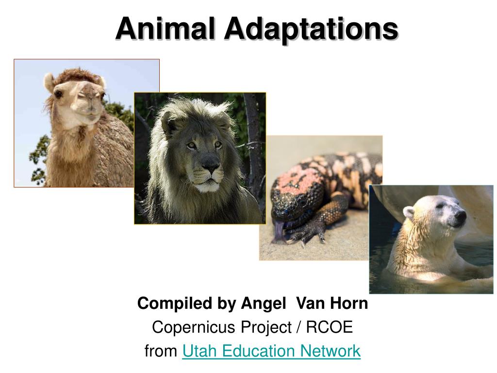 PPT - Animal Adaptations PowerPoint Presentation, free download - ID:144960
