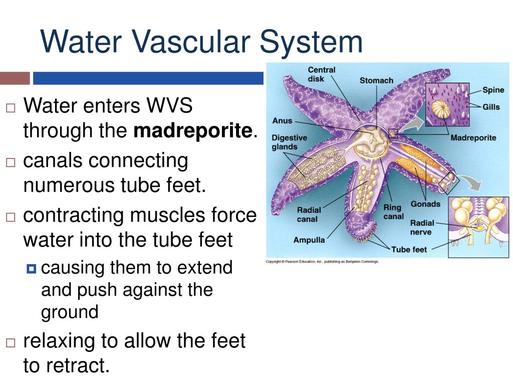 PPT Echinodermata (557 thru 561) PowerPoint Presentation, free