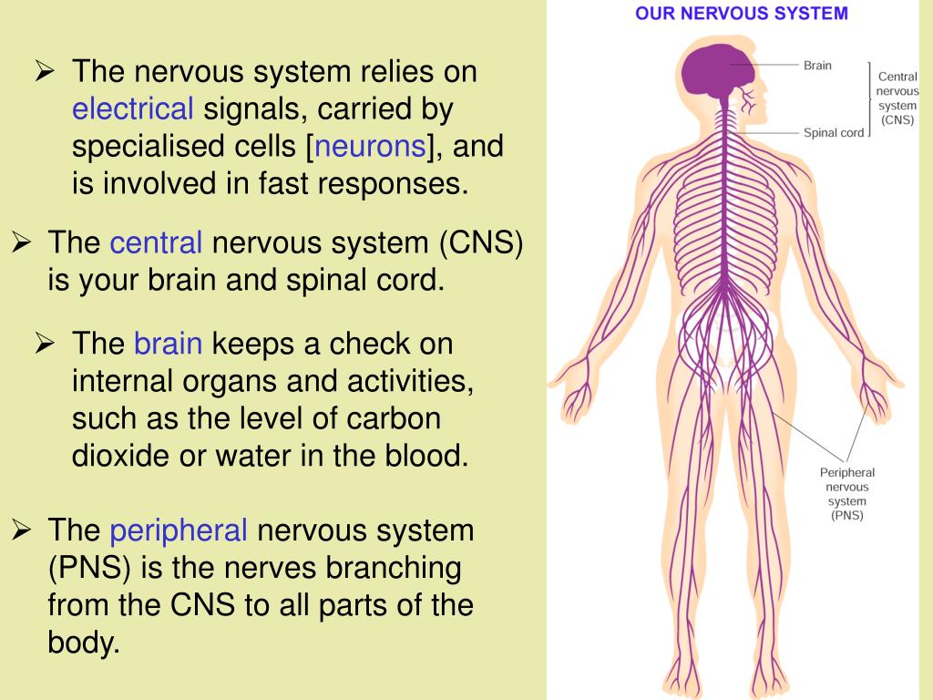 Нервная система латынь. Нервная система. Нервная система на английском. Нервная система человека на англ. Центральная нервная система на английском.