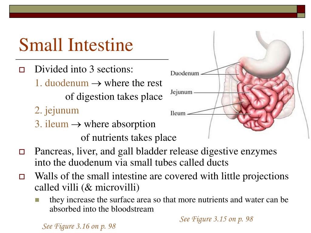 Mechanical Digestion Small Intestine At Imogen Yuen Blog